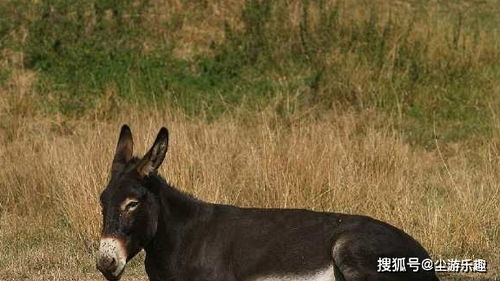 骡子是什么怎么来的,**骡子的起源与特点**-第5张图片