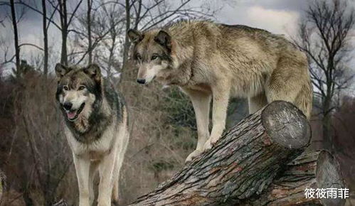 狗狗对屠夫会害怕,在野外屠夫遇到狼是否一样,狼也会害怕