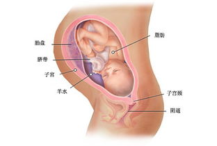 怀孕第35周胎儿发育情况 