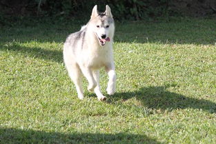 雪橇犬 赛级西伯利亚雪橇犬BB 柴犬BB 香港宠物资讯 88DB服务平台 