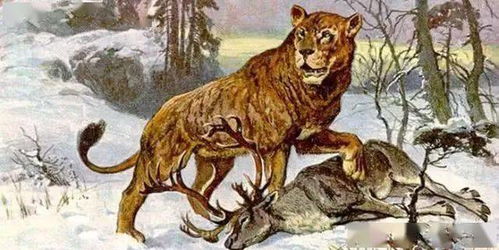 史上体型最大的猫科动物,洞狮,曾与人类进行争斗,现今已灭绝