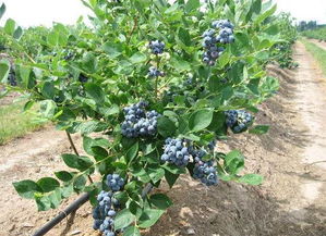 盆栽蓝莓的骗局 栽蓝莓树最佳时间几月