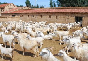 在农村养羊圈养怎么养 
