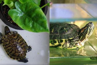 巴西龟的寿命有多长 这些知识你应该不知道