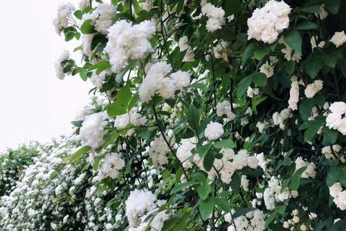 七里香花黄叶怎么办,光照调节