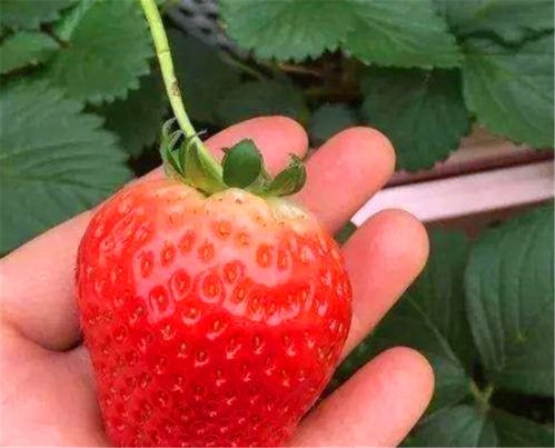 草莓对气候环境和土质有哪些要求