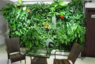 植物生态墙 