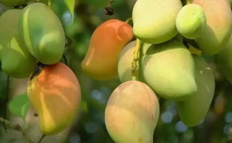 芒果怎么种植,红芒果种植方法？