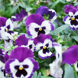 紫蝴蝶花怎么养,紫蝴蝶花 怎么养啊