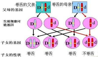 人的卷舌和不卷舌是一对相对性状,分别由显性基因D和隐形基因d控制.若某对夫妻都为卷舌,却生了一个不卷舌的孩子,则这对夫妻的基因组成分别为