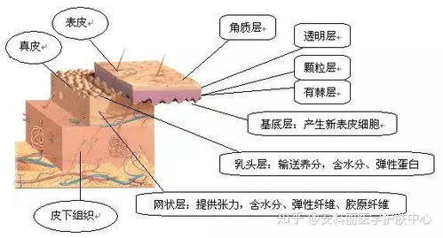 皮肤修复需要多长时间 