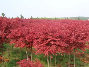 惊艳全球的六公分美国红枫，它的魅力何在？