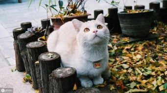 中国人最爱养的宠物猫排行榜,1 4名很常见,第5名能想到吗 