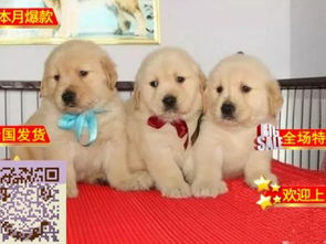 图 哪里有金毛出售,金毛成年体重 金毛好养吗 北京宠物狗 