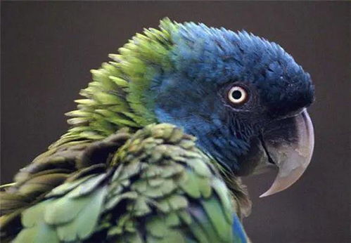 最不常见的蓝头金刚鹦鹉,温柔是它们优点,也是它们的缺点