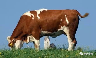 翔大生物牛羊养殖课堂第一讲 肉牛犊的选择及后期育肥方法