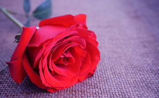 法国红玫瑰花语,法国红玫瑰花介绍