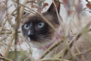 猫尿不出尿的偏方,猫咪排尿困难吃什么药