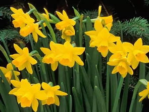 黄色水仙花的花语：优雅与自信，温暖与希望