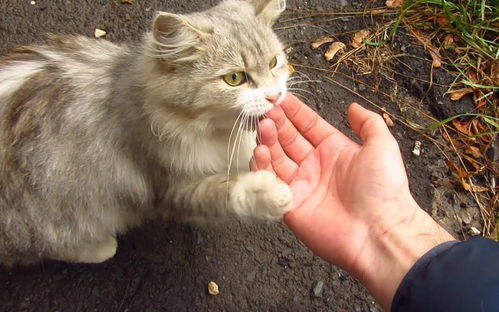 想让猫咪粘人 教你几招