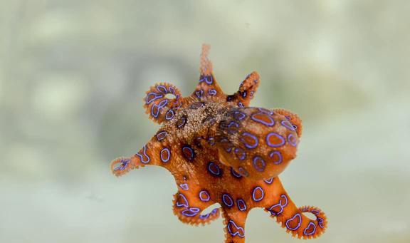 关于 外星生物 章鱼,这些冷知识你知道吗 它们到底有多神奇