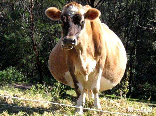 一只犊牛的自述 犊牛瘤胃胀气太要命了