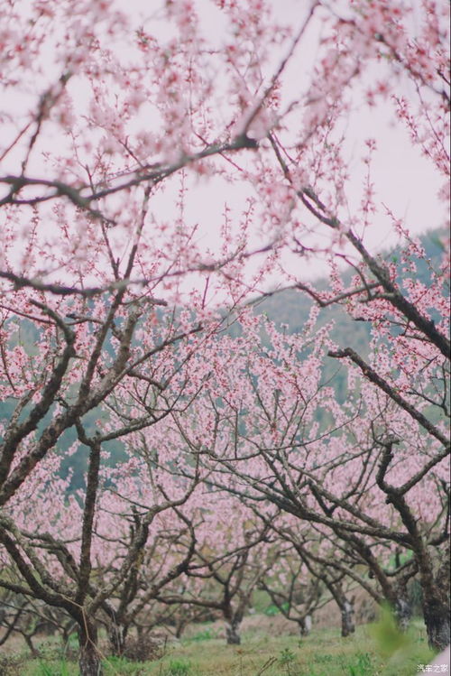 关于春雨桃花的诗句有哪些