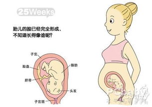 怀孕25周胎儿发育图 怀孕七个月胎儿发育过程图 孕妇常识 