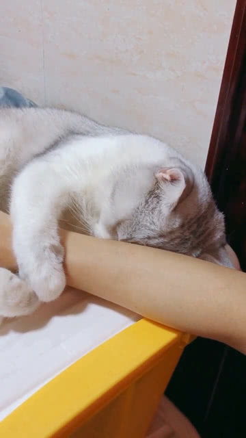 一只睡觉要摸肚子的小猫咪 