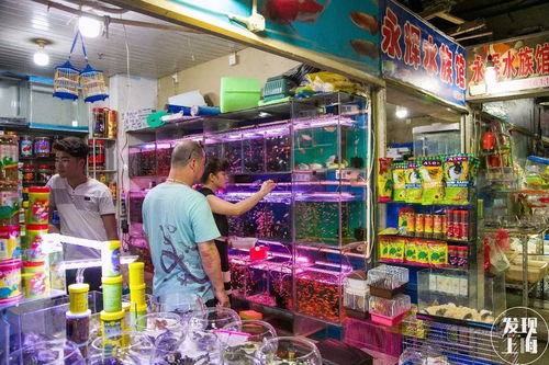 倒计时 陪伴上海宁十几年的花鸟市场,还有两个月就彻底关闭了 