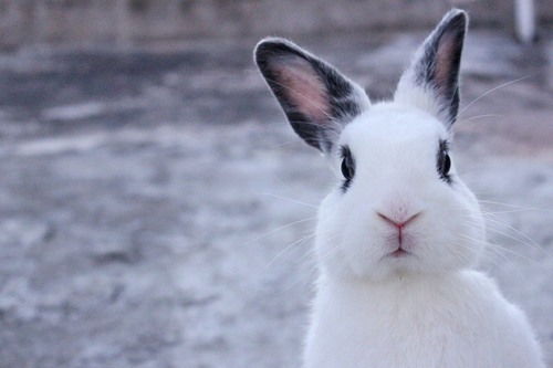 兔子出现耳螨的时候,兔子耳螨去除偏方