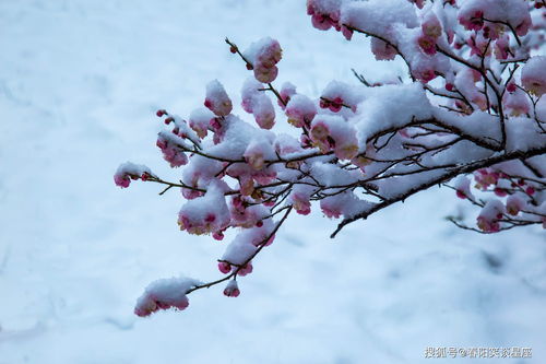 梅花的名言名句  与梅花有关的名言？