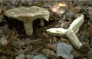 吃了从省博捡来的蘑菇,济南一家4口集体中毒,8岁男孩不幸身亡 