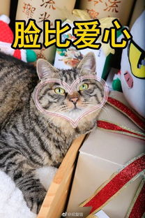 古今猫名大盘点 蓝毛毛找猫 25 猫名其妙 