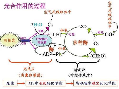 光合作用的化学方程式,光合作用化学方程式是什么？(图1)