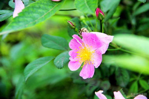 野蔷薇含义,蔷薇花语和寓意