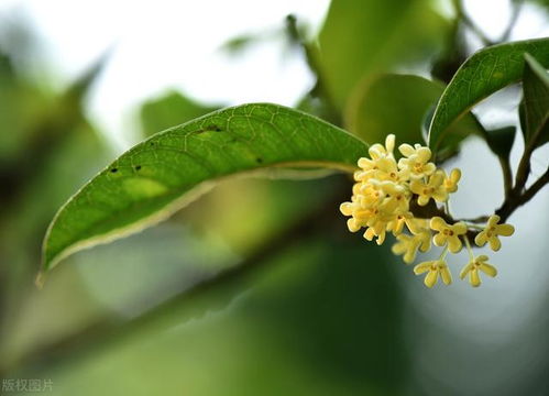 人老房空人散去,桂花依旧笑秋风