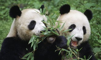 大熊猫主要栖息在什么地方,大熊猫生活在什么地方？