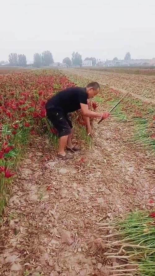 地里砍辣椒,辛苦的农活 