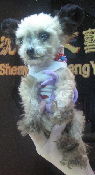 郑州有卖茶杯贵宾的狗狗吗 一只大概多少钱的... 