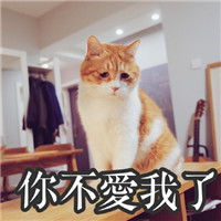 著名网黄猫日表情包带字 超萌超可爱的猫咪表情