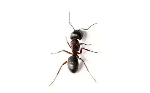 蜂箱上的蚂蚁如何杀灭