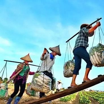 英国专家 中国人真的是太勤劳了,让世界感到惊讶 甚至是恐惧