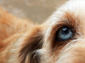 狗狗眼珠子变白了怎么回事 如何判断狗狗眼球变白原因以及护理