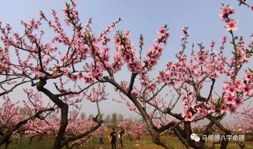 桃花运很差怎么办