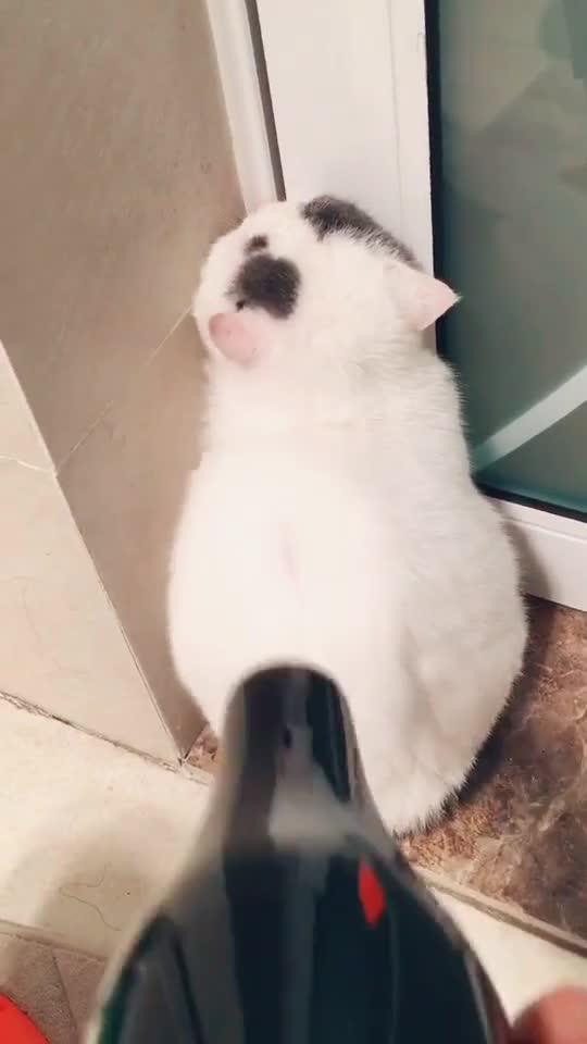 猫咪第一次洗澡 