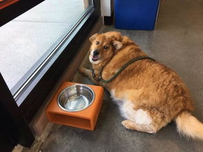 黄金猎犬胖到36公斤,狗狗健身房帮它减肥好找家 