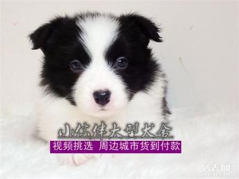图 深圳边境牧羊犬价格 深圳边境牧羊犬多少钱一只 深圳宠物狗 