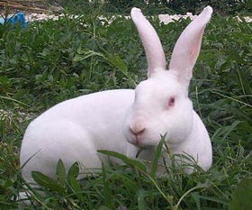 生肖兔今年流年不利 明年属兔的人是否能转运