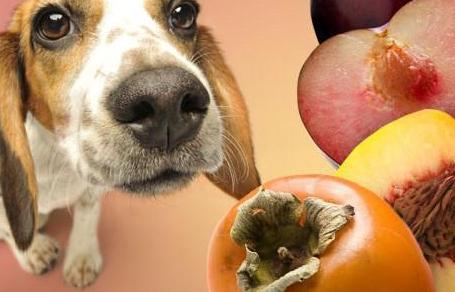 干货 狗狗能吃的水果和不能吃的水果,收藏了